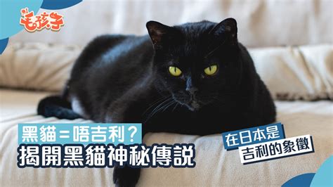 黑貓 吉利 增加橫財運